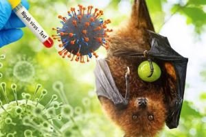 Dinas PKH Riau Tingkatkan Kesiapsiagaan Cegah Penyebaran Virus Nipah
