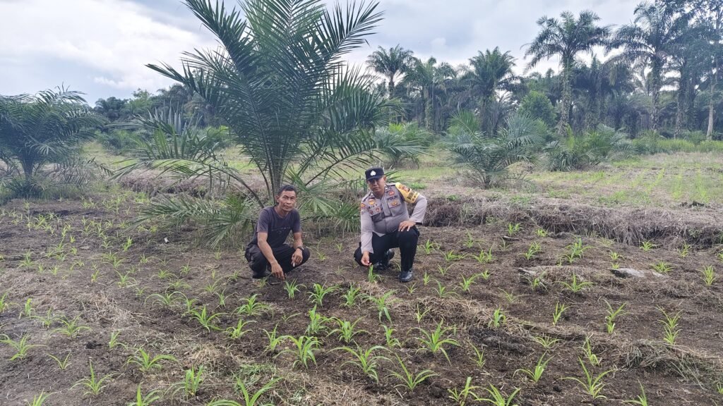 Dalam Rangka Wujudkan Program Ketahanan Pangan Nasional , Polsek Bukit Kapur Bersama Bhabinkamtibnas Kel. Bukit Kapur Briptu Riky Irawan, SH Laksanakan Giat Pengecekan Perkembangan Tanaman Jagung Pipil