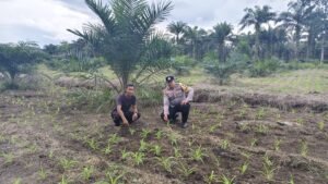 Dalam Rangka Wujudkan Program Ketahanan Pangan Nasional , Polsek Bukit Kapur Bersama Bhabinkamtibnas Kel. Bukit Kapur Briptu Riky Irawan, SH Laksanakan Giat Pengecekan Perkembangan Tanaman Jagung Pipil