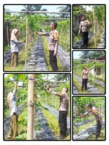 Dalam Rangka Dukung Ketahanan Pangan Nasional, Bhabinkamtibmas Polsek Bukit Kapur Bersama Petani  Lakukan Pengecekan Kebun Cabe Merah 