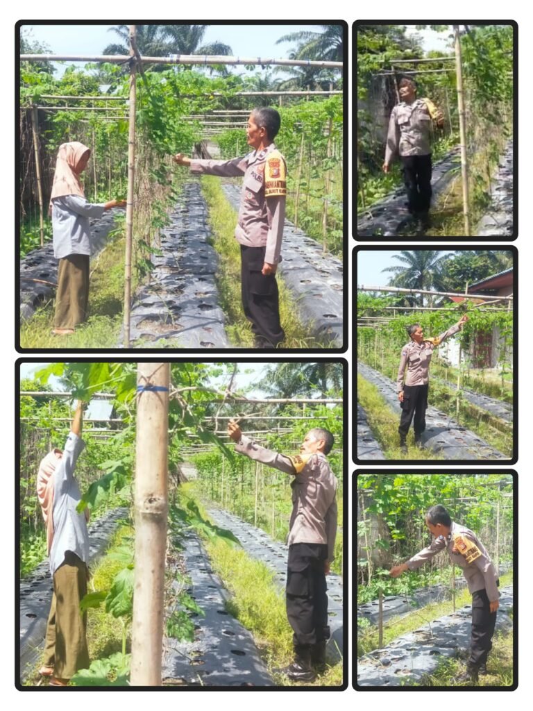 Dalam Rangka Dukung Ketahanan Pangan Nasional, Bhabinkamtibmas Polsek Bukit Kapur Bersama Petani  Lakukan Pengecekan Kebun Cabe Merah 