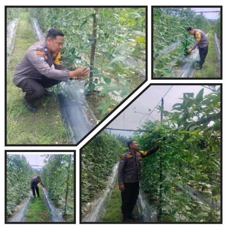 Dukung Program Ketahanan Pangan Nasional, Bhabinkamtibmas Bersama Petani Turun Langsung Mengecek Pekarangan Pangan Bergizi di Lahan Seluas 30 x 35 m